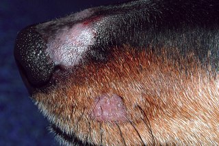 Что такое пиодермия у собак