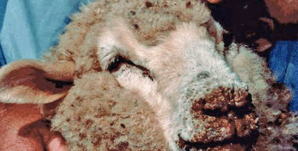 Как распознать и предупредить оспу овец и коз?