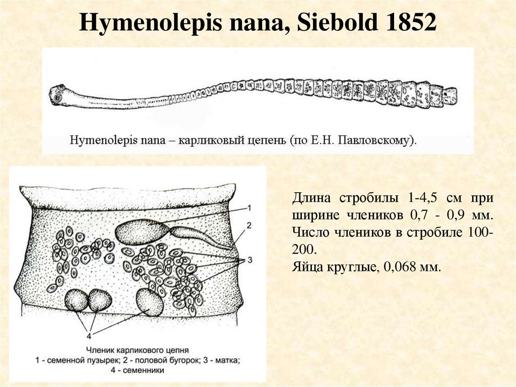 Цепни на латыни. Морфология карликового цепня. Карликовый цепень (Hymenolepis Nana). Hymenolepis Nana – карликовый цепень строение. Строение карликового цепня.